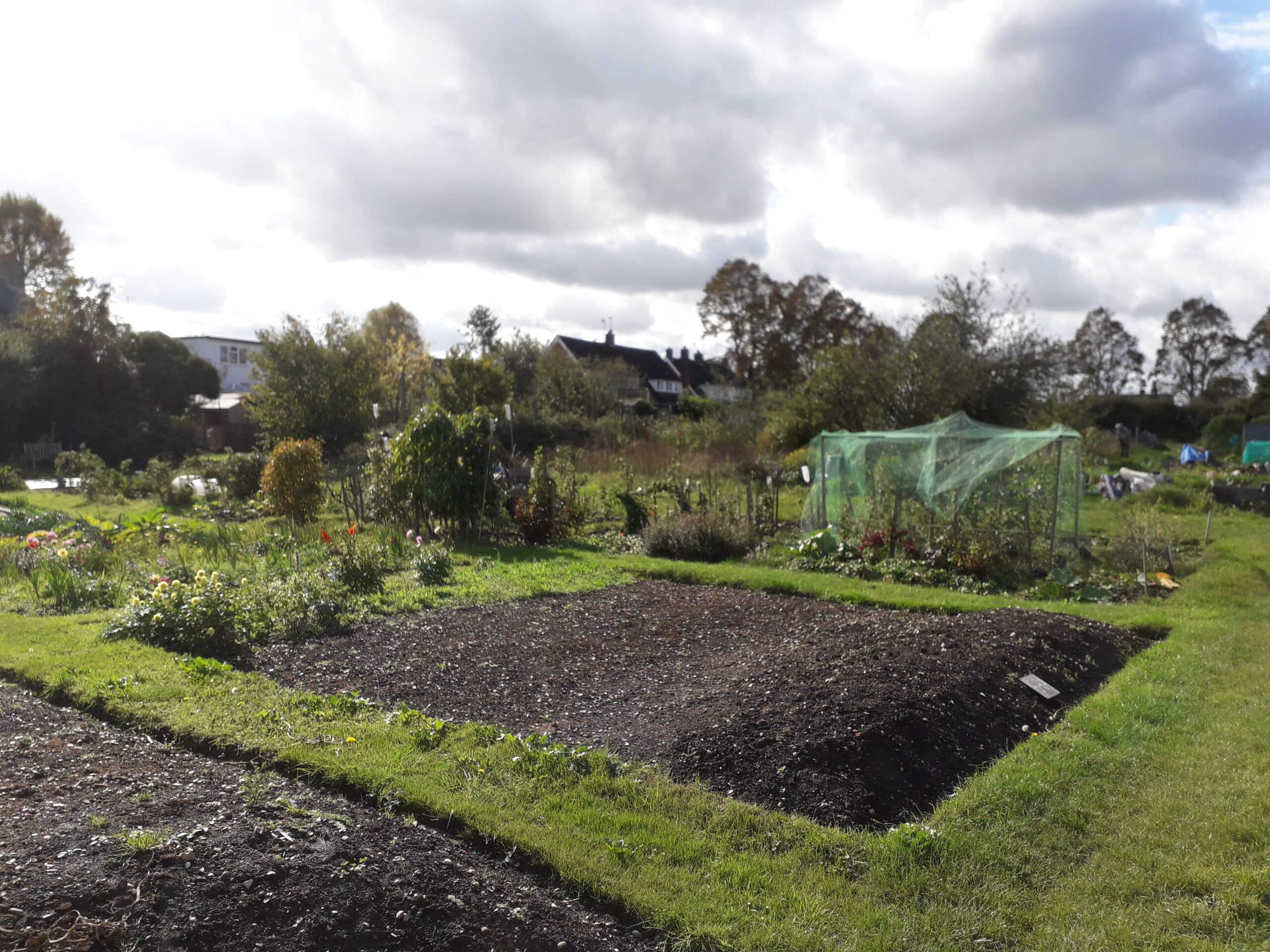 Oxney Allotment